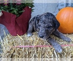 Small Photo #6 Bordoodle-Poodle (Standard) Mix Puppy For Sale in HUNTINGDON VALLEY, PA, USA