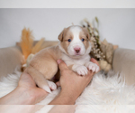 Small #1 Border Collie
