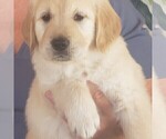 Puppy Puppy 5 Golden Retriever
