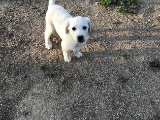 Labrador Retriever Puppy for sale in ALVORD, TX, USA