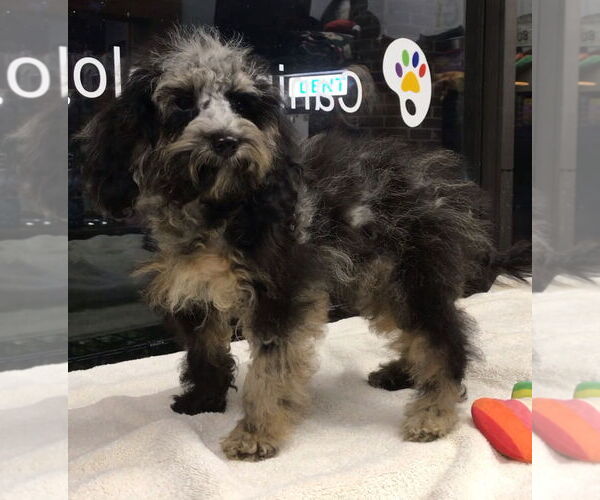 Medium Photo #2 Cockapoo Puppy For Sale in Lincolnwood, IL, USA