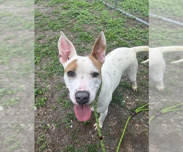 Medium Photo #2 American Pit Bull Terrier-Unknown Mix Puppy For Sale in Corpus Christi, TX, USA