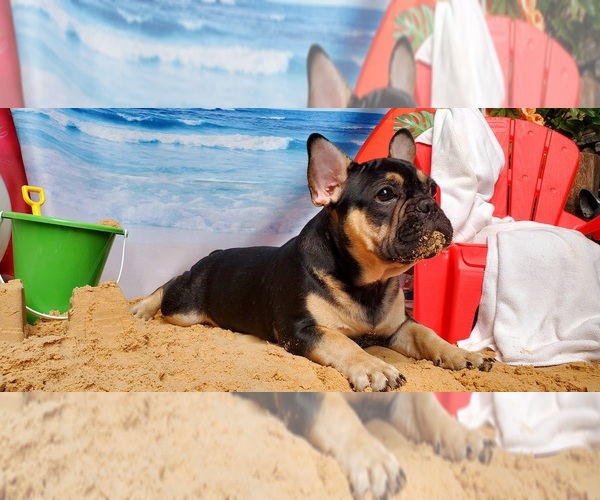 Medium Photo #6 French Bulldog Puppy For Sale in MARYVILLE, TN, USA