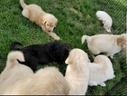 Small Photo #6 Goldendoodle Puppy For Sale in WICHITA, KS, USA
