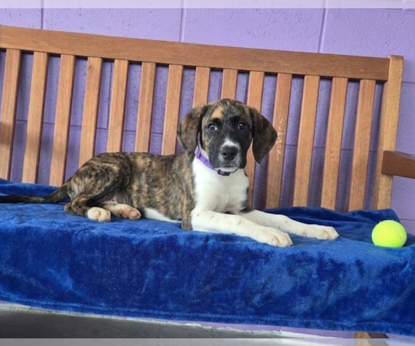 Medium Photo #2 Borador Puppy For Sale in Genesee, WI, USA