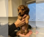 Small #9 Dachshund