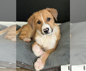 Puppy Teddy - Male Mutt Dog for Adoption - Photo #6