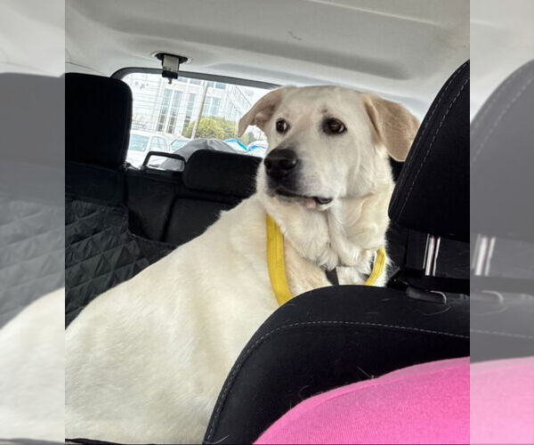 Medium Photo #1 Akbash-Great Pyrenees Mix Puppy For Sale in Winston Salem, NC, USA