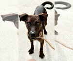 Small Beagle-Plott Hound Mix