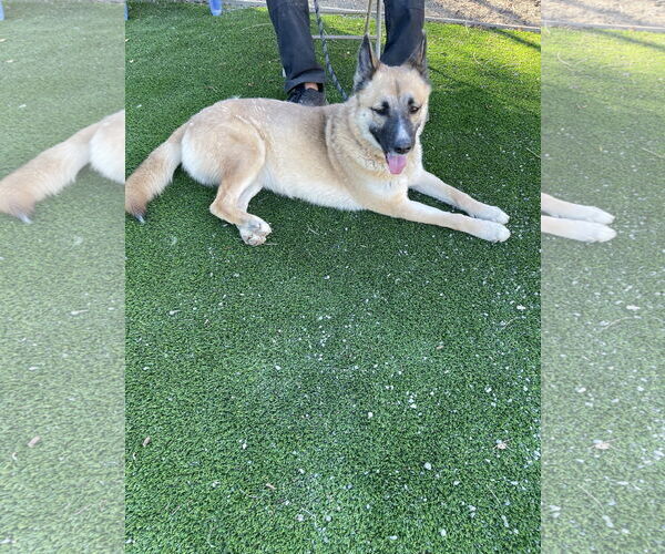 Medium Photo #5 Mutt Puppy For Sale in Woodland Hills, CA, USA