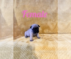 French Bulldog Puppy for sale in GOSHEN, IN, USA