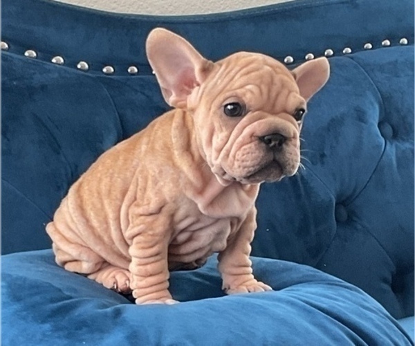Medium Photo #10 French Bulldog Puppy For Sale in SAN FRANCISCO, CA, USA