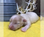 Small #3 Chihuahua