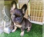Small Photo #12 French Bulldog Puppy For Sale in LAS VEGAS, NV, USA