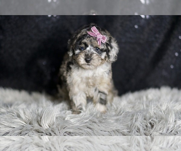 Medium Photo #71 Maltipoo Puppy For Sale in WARSAW, IN, USA