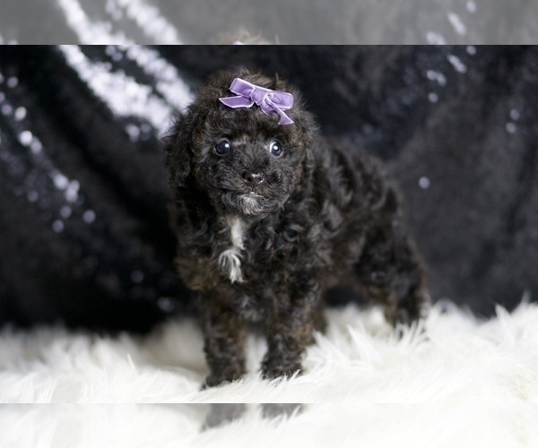 Medium Photo #5 Poodle (Toy) Puppy For Sale in WARSAW, IN, USA