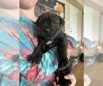 Small #1 American Staffordshire Terrier Mix