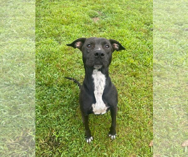 Medium Photo #5 American Pit Bull Terrier-Labrador Retriever Mix Puppy For Sale in Woodbury, NY, USA