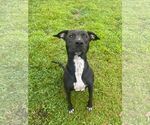 Small #4 American Pit Bull Terrier-Labrador Retriever Mix