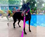 Small #1 Greyhound