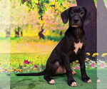 Small #1 Labrador Retriever Mix