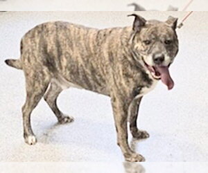 Mutt Dogs for adoption in Houston, TX, USA