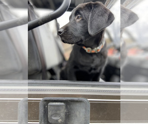 Labrador Retriever Puppy for Sale in SALEM, New York USA