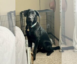 Golden Shepherd Dogs for adoption in Omaha, NE, USA