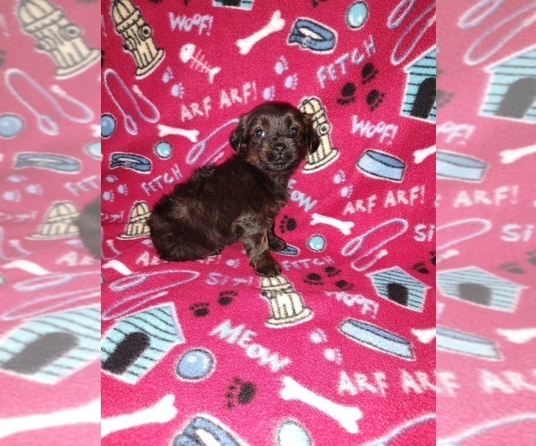 Medium Photo #51 YorkiePoo Puppy For Sale in LAPEER, MI, USA