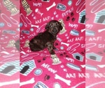Small #9 YorkiePoo