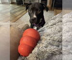 Small #8 American Pit Bull Terrier-Staffordshire Bull Terrier Mix