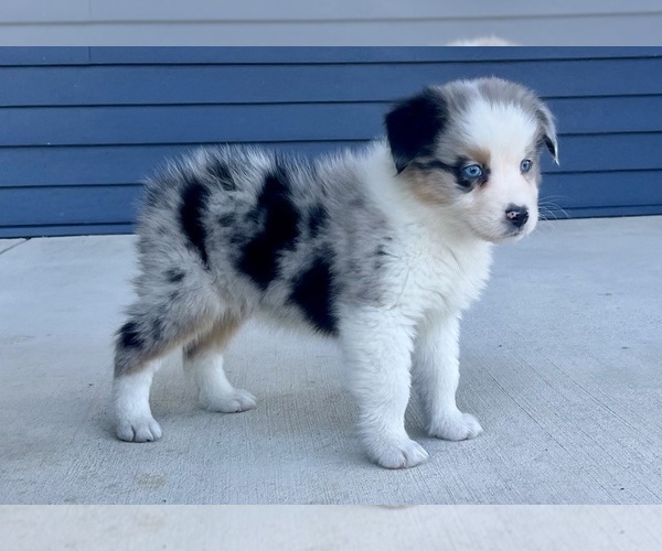 Medium Photo #6 Australian Shepherd Puppy For Sale in LODA, IL, USA