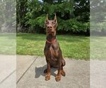 Small Photo #87 Doberman Pinscher Puppy For Sale in FORT LAUDERDALE, FL, USA