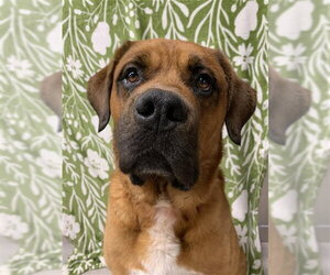 Mastiff Dogs for adoption in Fairbanks, AK, USA