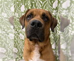 Small Mastiff