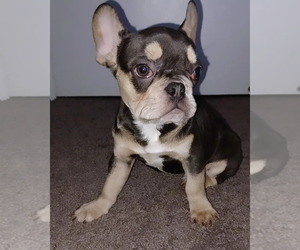 French Bulldog Puppy for Sale in SAINT PETERSBURG, Florida USA