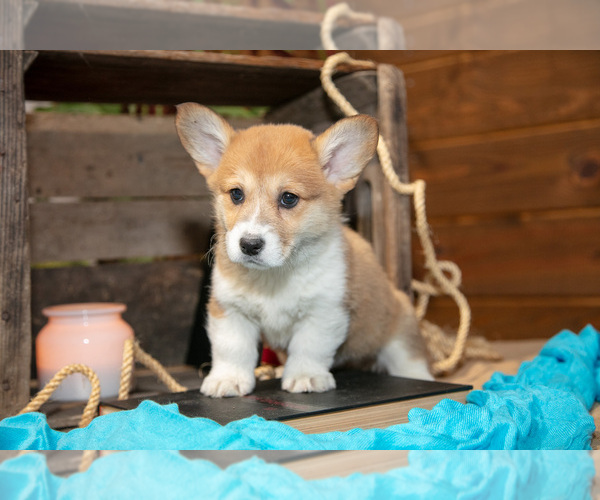 Medium Photo #3 Pembroke Welsh Corgi Puppy For Sale in WAKARUSA, IN, USA