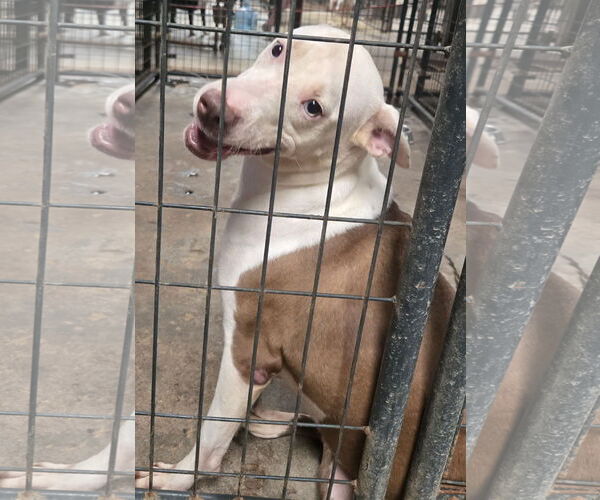 Medium Photo #2 Siberian Husky-Unknown Mix Puppy For Sale in Jackson, MS, USA