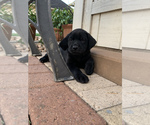 Small Photo #7 Labrador Retriever Puppy For Sale in ALVIN, TX, USA