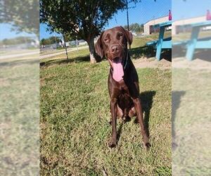 Medium Labrador Retriever Mix