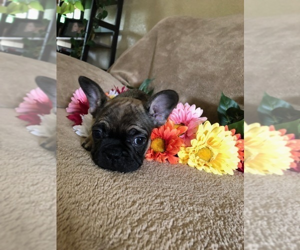 Medium Photo #3 French Bulldog Puppy For Sale in FRUITVALE, CO, USA
