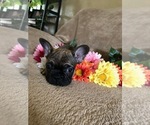 Small Photo #3 French Bulldog Puppy For Sale in FRUITVALE, CO, USA