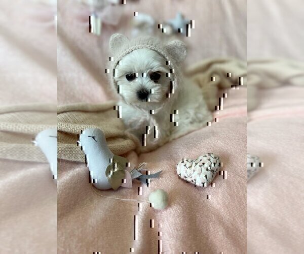 Medium Photo #6 Morkie Puppy For Sale in BEVERLY HILLS, CA, USA