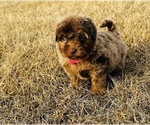 Small Photo #1 Miniature Bernedoodle Puppy For Sale in GROVETON, TX, USA