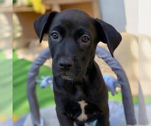 Labrador Retriever-Unknown Mix Dogs for adoption in San Diego, CA, USA