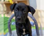 Small Labrador Retriever Mix