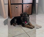 Small German Shepherd Dog Mix