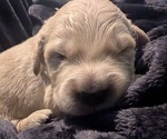 Puppy Black boy Golden Retriever