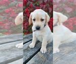 Puppy Mums Labrador Retriever