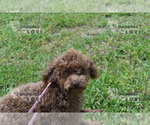 Small #9 Poodle (Toy)